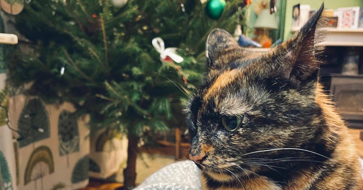 A tortoiseshell cat close up, with a Christmas tree in the background